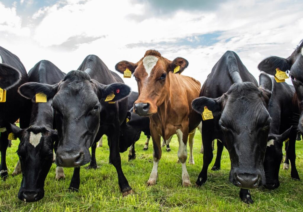Diary Cows