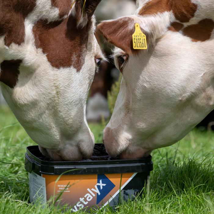 Our Brands Cows