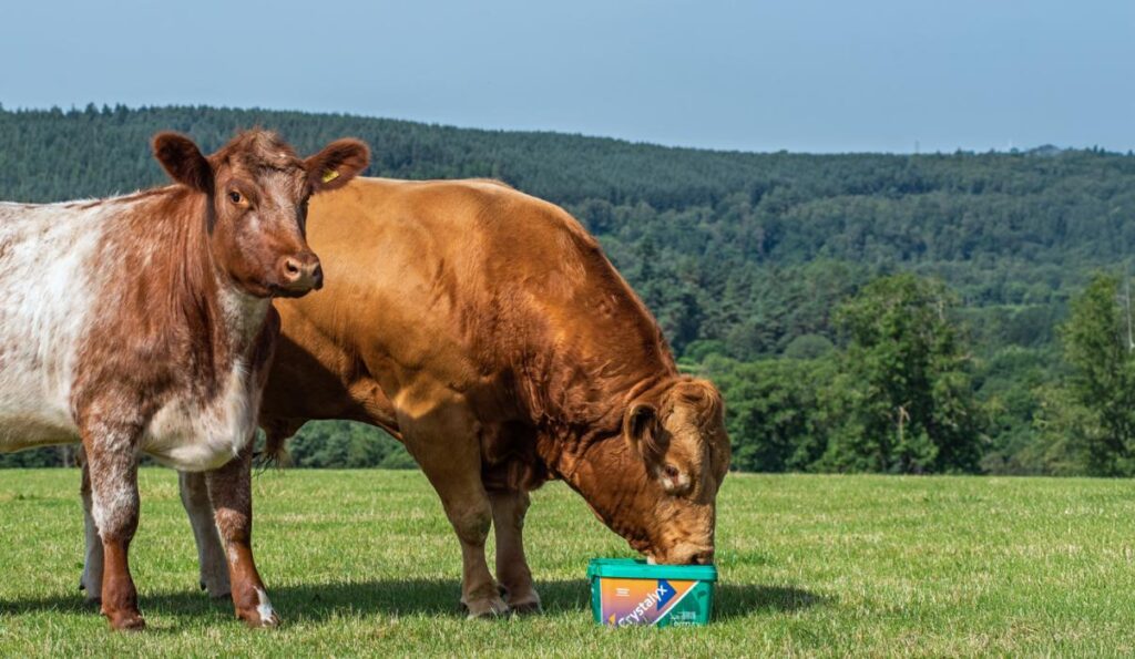 Our Brands Cows2