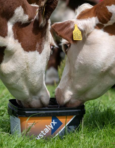 Sustainability Cows