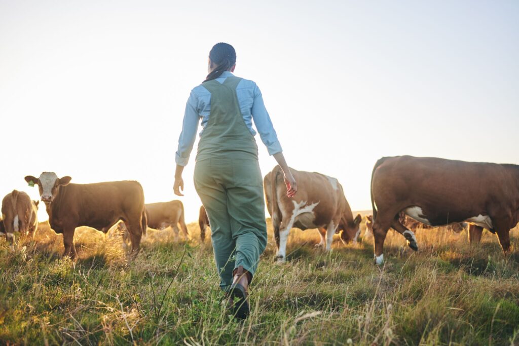Cows Stock