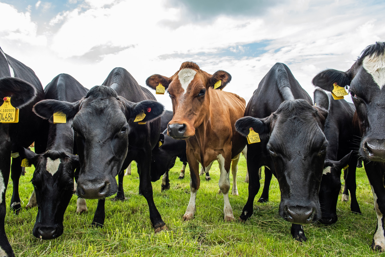 Diary Cows 1600x1068