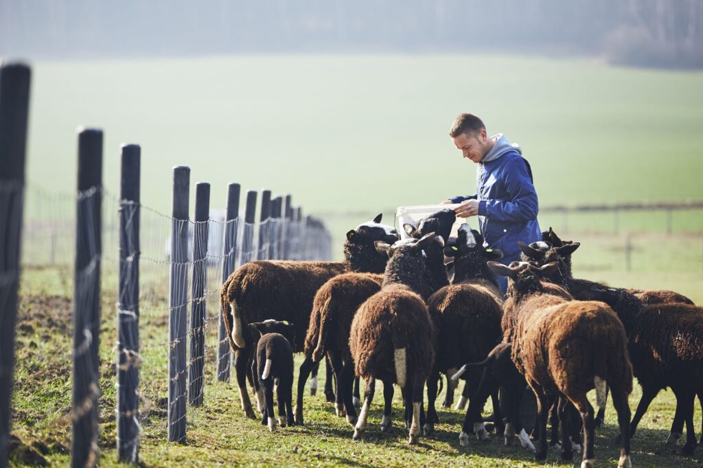 Farming Sheeps