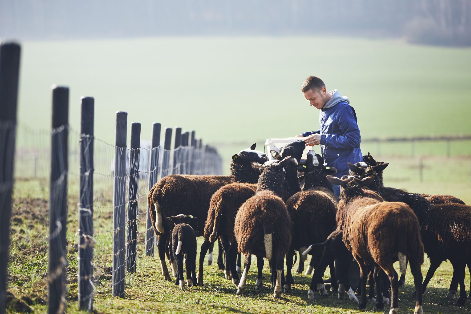 Farming Sheeps