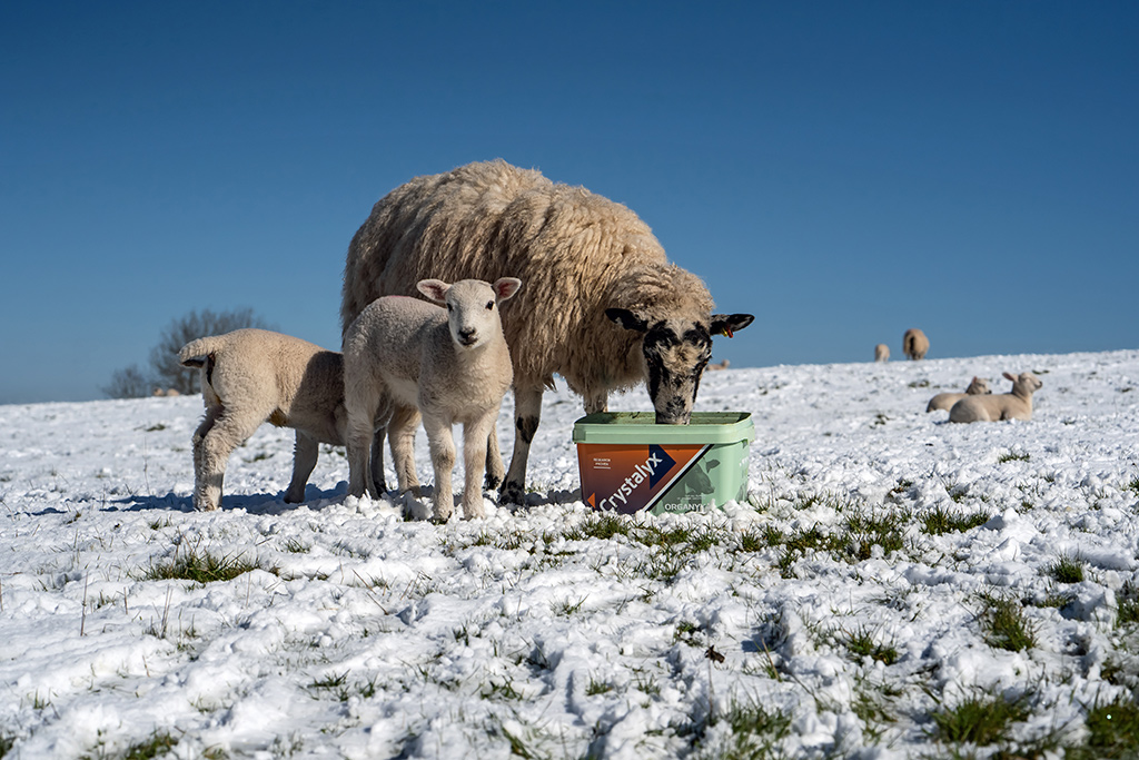 Organyx Sheep N Lambs Snow 2